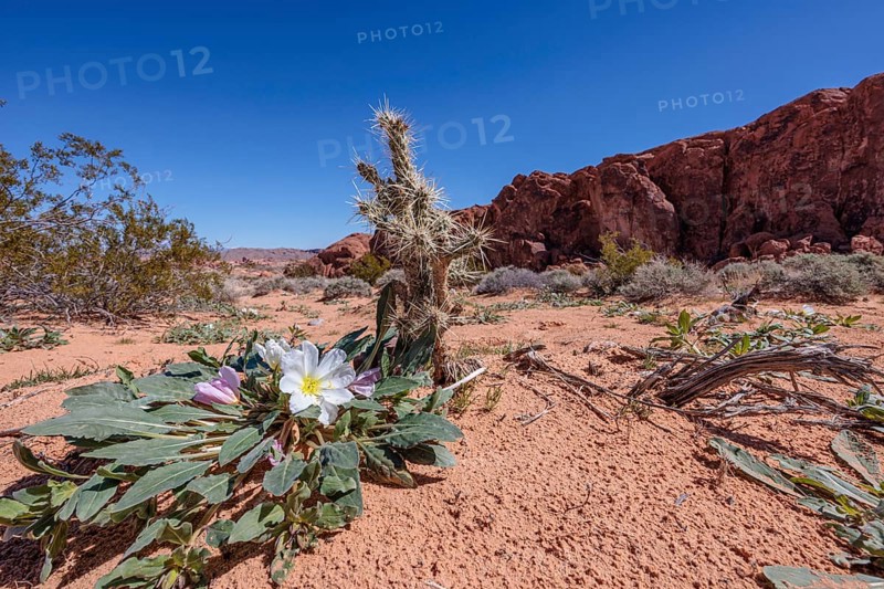 Evening primrose wildflowers and cholla cactus on the desert floor of Valley of Fire State Park near Overton, Nevada, United States of America, USA, North America