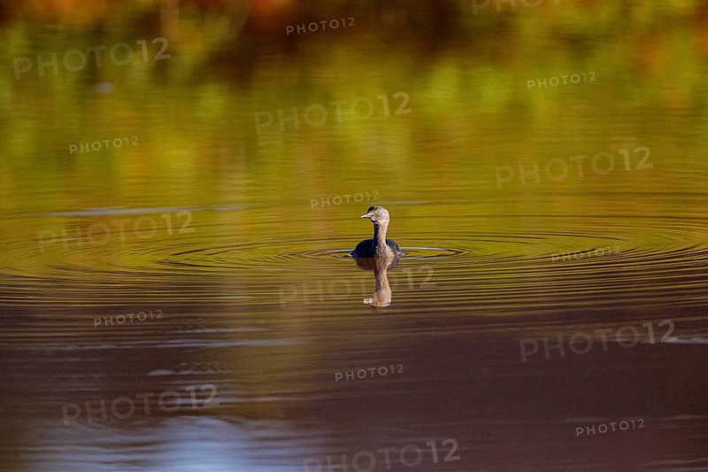 Least grebe (Tachybaptus dominicus) Pantanal Brazil
