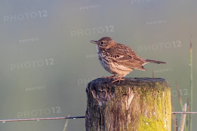 Meadow Pipit (Anthus pratensis), Lower Saxony, Germany, Europe