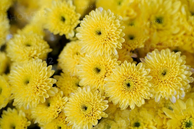 Market hall, Mercado de Nuestra Senora de Africa, Santa Cruz de Tenerife, Tenerife, Canary Islands, Spain, Europe, Close-up of many yellow flowers that look cheerful and lively, Europe