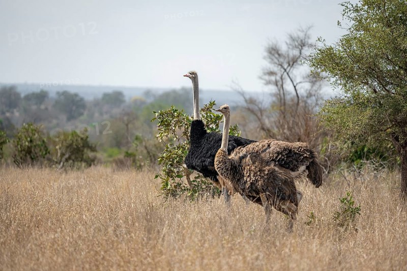 Common ostriches (Struthio camelus), adult male and female, in dry grass, Kruger National Park, South Africa, Africa