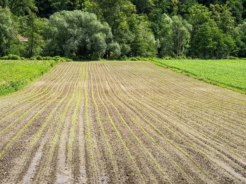 Farmland at the edge of the forest, near Heimschuh, Styria, Austria, Europe