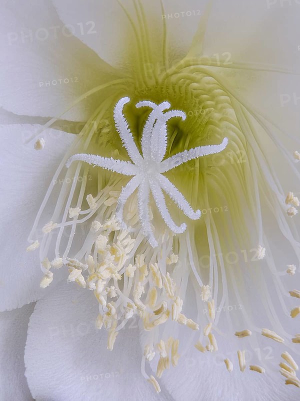 Flower of the cactus Queen of the Night (Selenicereus grandiflorus), studio photo, macro photo, Germany, Europe