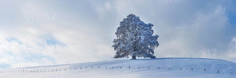 European beech, Fagus sylvatica, in winter, solitary tree near Rieden am Forggensee, Ostallgaeu, Allgaeu, Bavaria, Germany, Europe