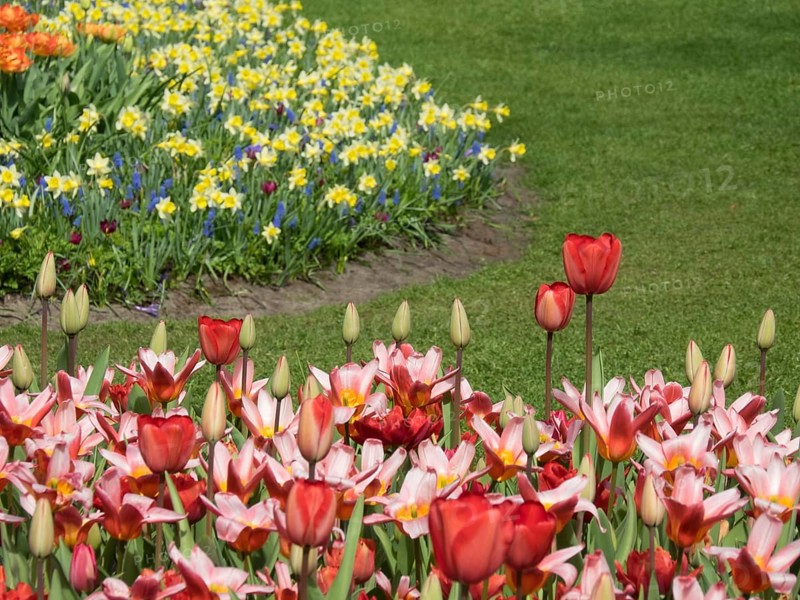 Colourful tulips and daffodils in a well-kept flower bed next to a green meadow, many colourful, blooming tulips in a garden in the Netherlands during the spring ceti, Amsterdam, Netherlands