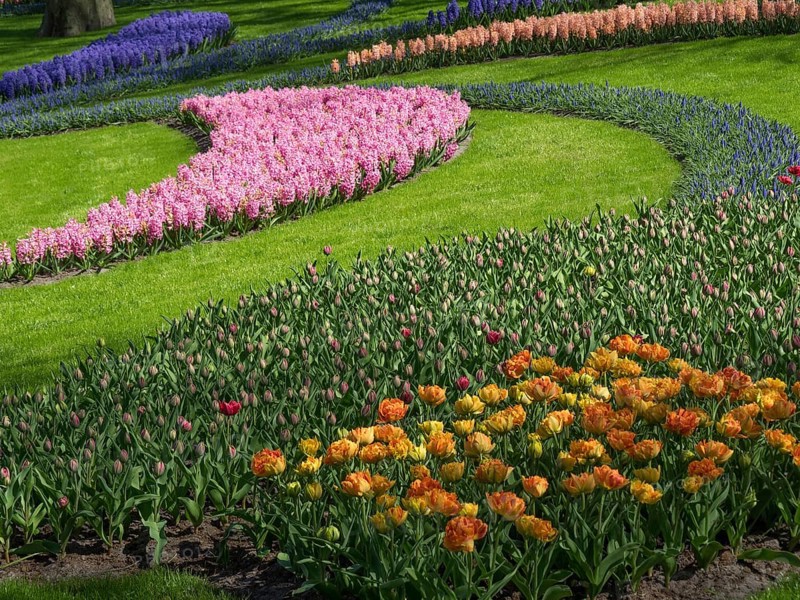 A magnificent flower garden with colourful tulips and hyacinths in curved patterns on a green lawn, many colourful, blooming tulips in springtime in the Netherlands, amsterdam, netherlands