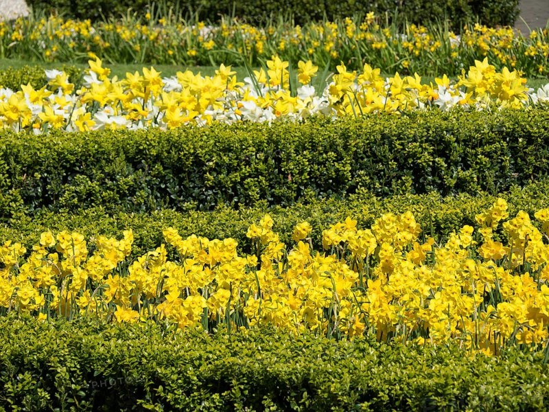 Several rows of flower beds with yellow daffodils between green hedges, many colourful, blooming tulips in springtime in the Netherlands, amsterdam, netherlands