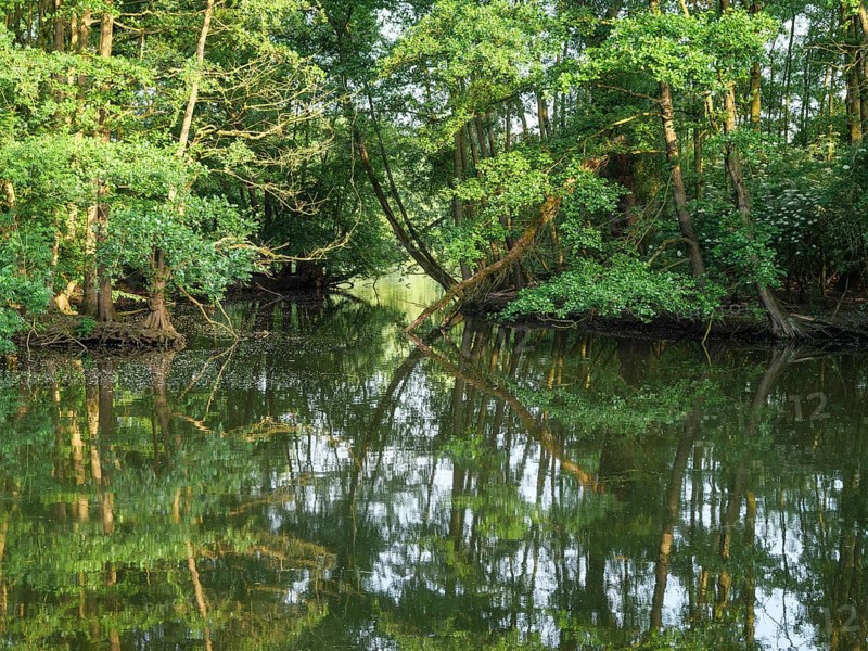 A calm forest river reflects the dense green trees on the shore, small lake with tree growth and green plants on the shore, borken, germany