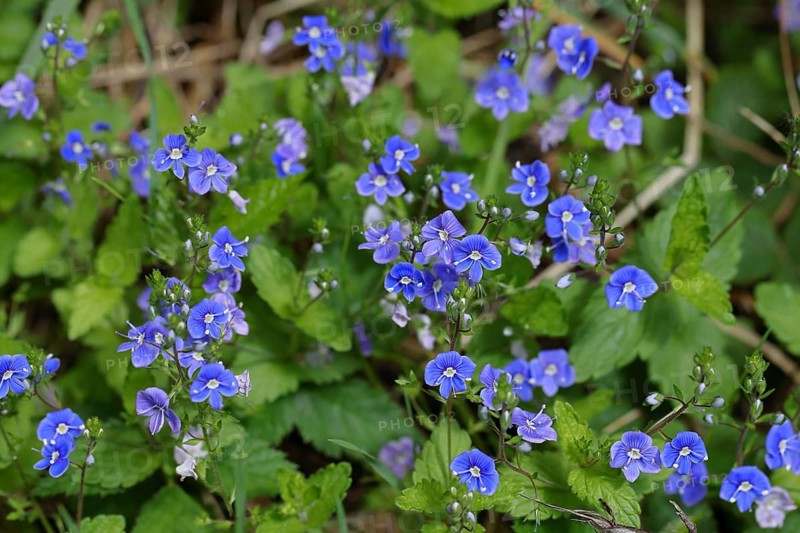 Germander speedwell (Veronica chamaedrys), medicinal plant, Wilnsdorf, North Rhine-Westphalia, Germany, Europe