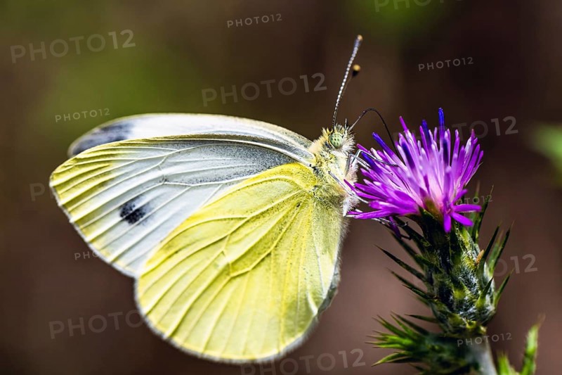 Large White, Pieris brassicae, butterfly on pink flower