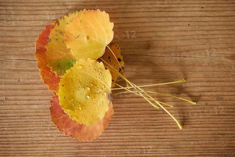 Common aspen (Populus tremula) leaves lying on a wooden board in late summer, Bavaria, Germany, Europe
