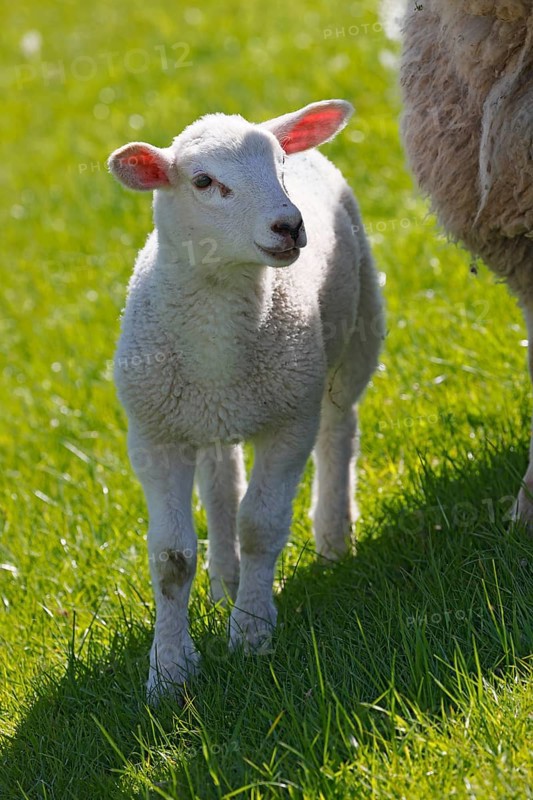 Domestic sheep (Ovis gmelini aries), lamb next to ewe on dyke, animal child, Elbmarschen, Schleswig-Holstein, Germany, Europe