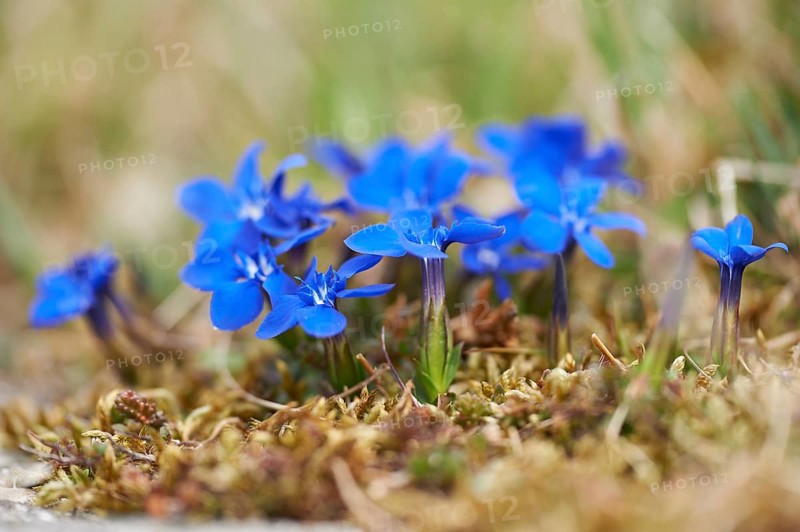 Close-up of spring gentian (Gentiana verna) blossoms in spring