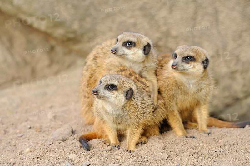 Close-up of a group of meerkat or suricate (Suricata suricatta) in spring