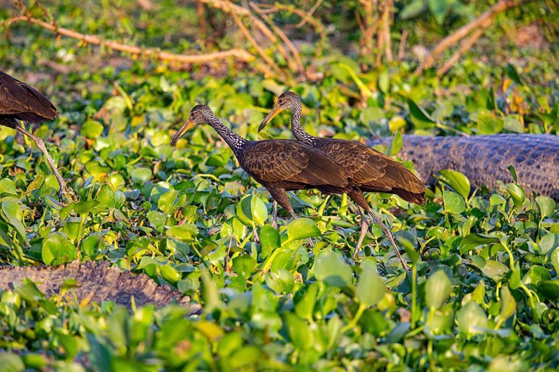 Limpkin (Aramus guarauna) Pantanal Brazil