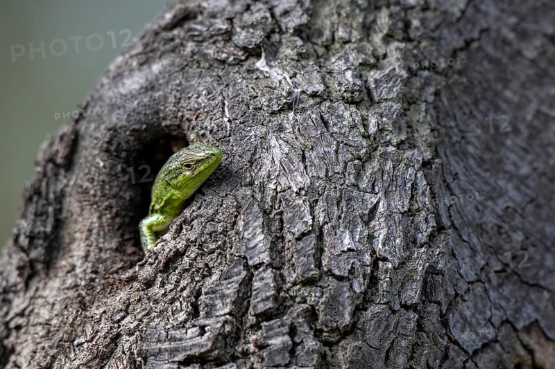 Sand lizard (Lacerta agilis) looking out of a knothole, Dalmatia, Croatia, Europe