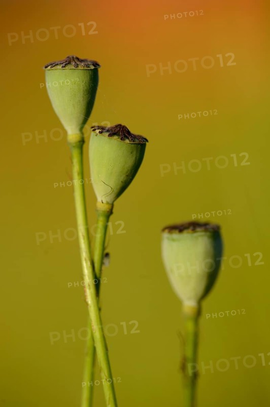 Close-up of seed capsules from a Corn poppy (Papaver rhoeas) in summer