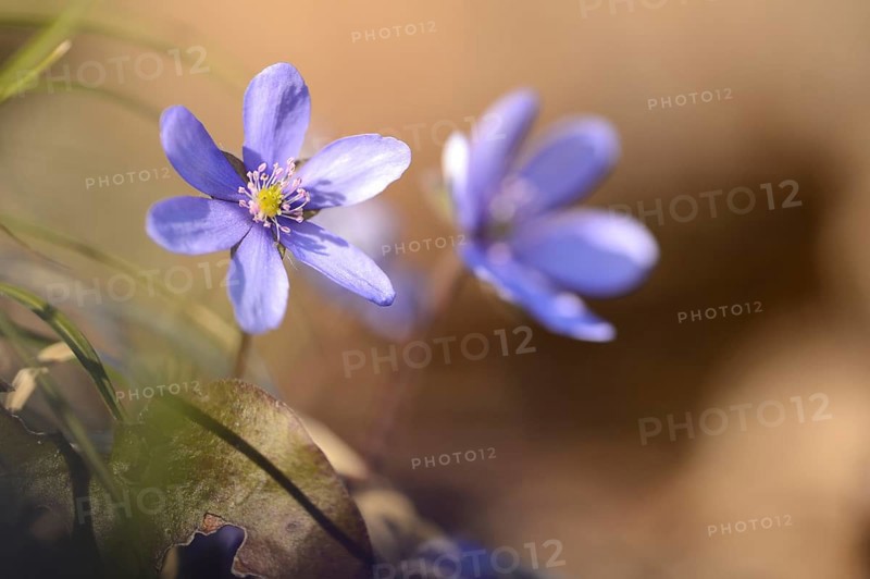 Close-up of a Common Hepatica (Anemone hepatica) blossoms in a forest on a sunny evening in spring