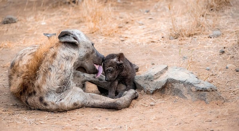 Spotted hyenas (Crocuta crocuta), adult female licking young, lying down, suckling her young, Kruger National Park, South Africa, Africa