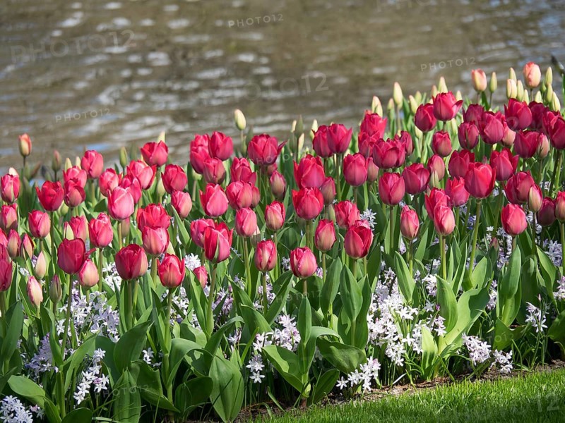 A flower bed of pink tulips in full bloom, in a park-like setting on the edge of a body of water, many colourful, blooming tulips in springtime in the Netherlands, amsterdam, netherlands