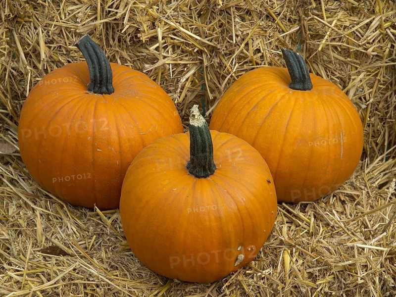 Three orange pumpkins lying next to each other on a bed of dry hay, orange pumpkins on straw bales in the garden, borken, germany