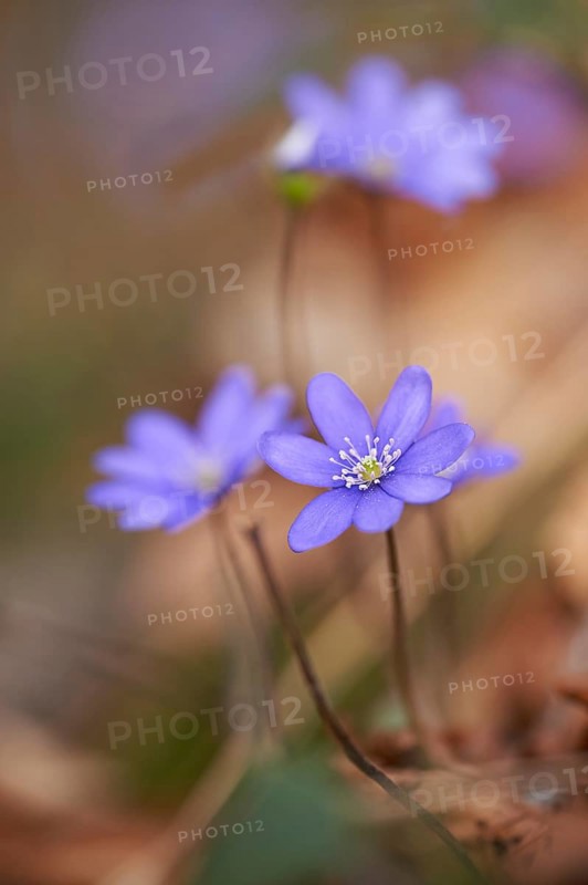 Common hepatica (Anemone hepatica) Blossoms in a forest, Bavaria, Germany, Europe