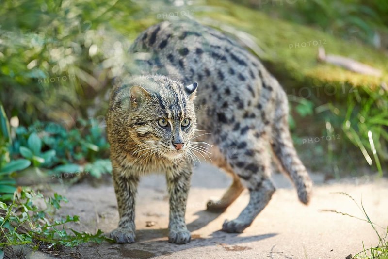 Close-up of a fishing cat (Prionailurus viverrinus) at the shore of a lake, captive