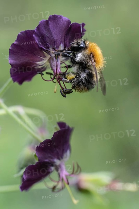 Common carder-bee (Bombus pascuorum) on cranesbill (Geranium phaeum), Emsland, Lower Saxony, Germany, Europe