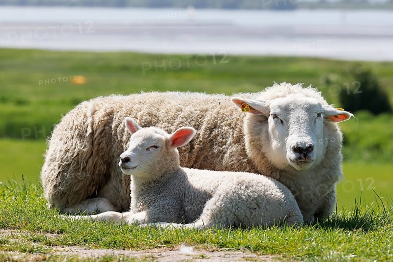 Domestic sheep (Ovis gmelini aries) with lamb lying on dyke at the river Elbe, Wedeler Elbmarsch, Schleswig-Holstein, Germany, Europe
