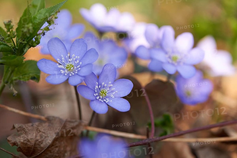 Close-up of Common Hepatica (Anemone hepatica) on the forest-floor in early spring