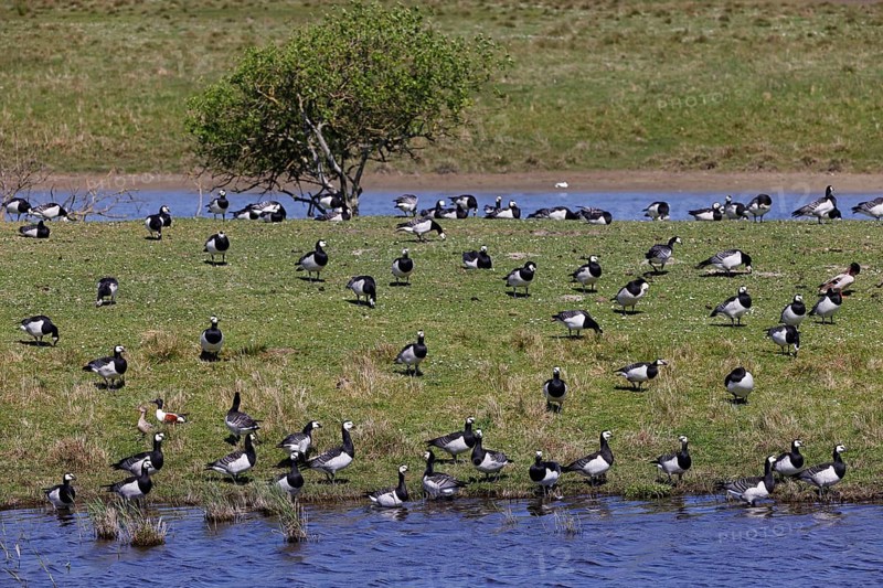 Barnacle geese, barnacle geese (Branta leucopsis), flock in a meadow by the water, North Sea coast, Schleswig-Holstein, Germany, Europe