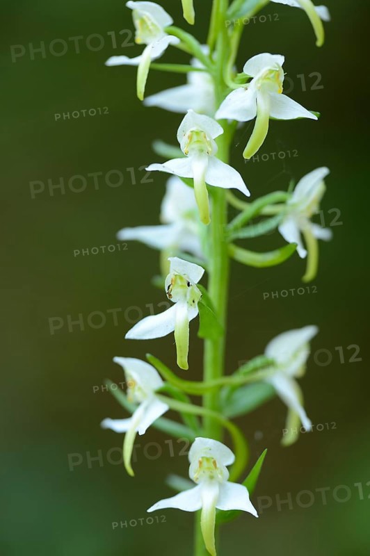 Platanthera chlorantha, commonly known as the Greater Butterfly-orchid