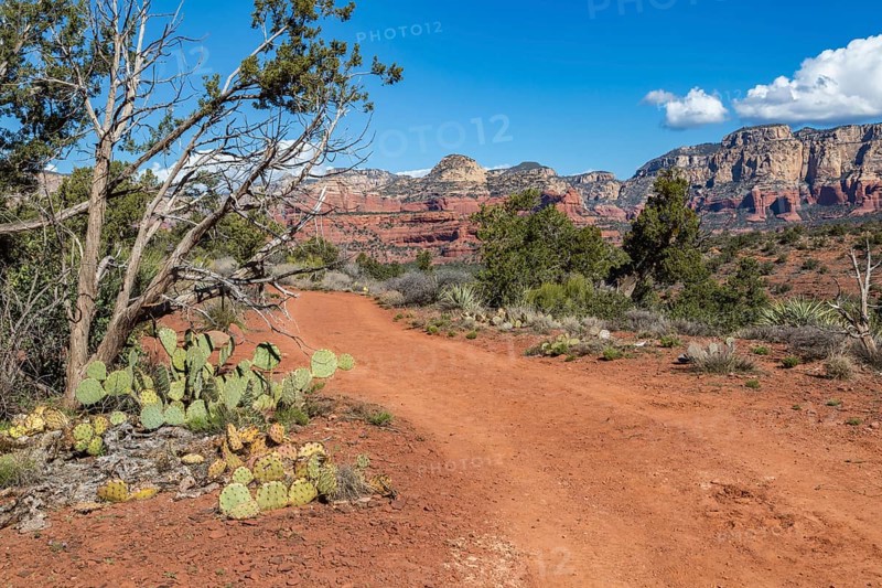 Prickly pear cactus growing along a hiking and off-road vehicle trail amoung the red rock sandstone formations surrounding Sedona, Arizona, United States of America, USA, North America