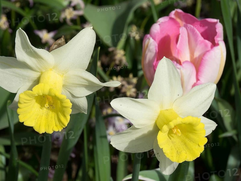 Two wild daffodils with yellow centres and a pink flower in the background, standing together harmoniously, many colourful, blooming tulips in a garden in the Netherlands for the spring zeti, Amsterdam, Netherlands
