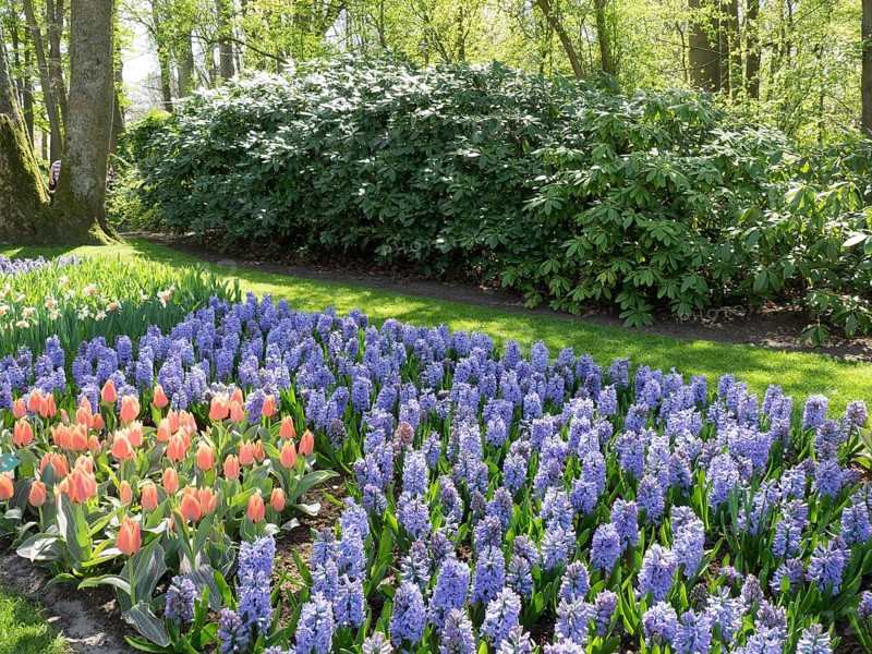Purple hyacinths and red tulips stand beautifully in a colourful garden surrounded by green nature, many colourful, blooming tulips in springtime in the Netherlands, amsterdam, the netherlands