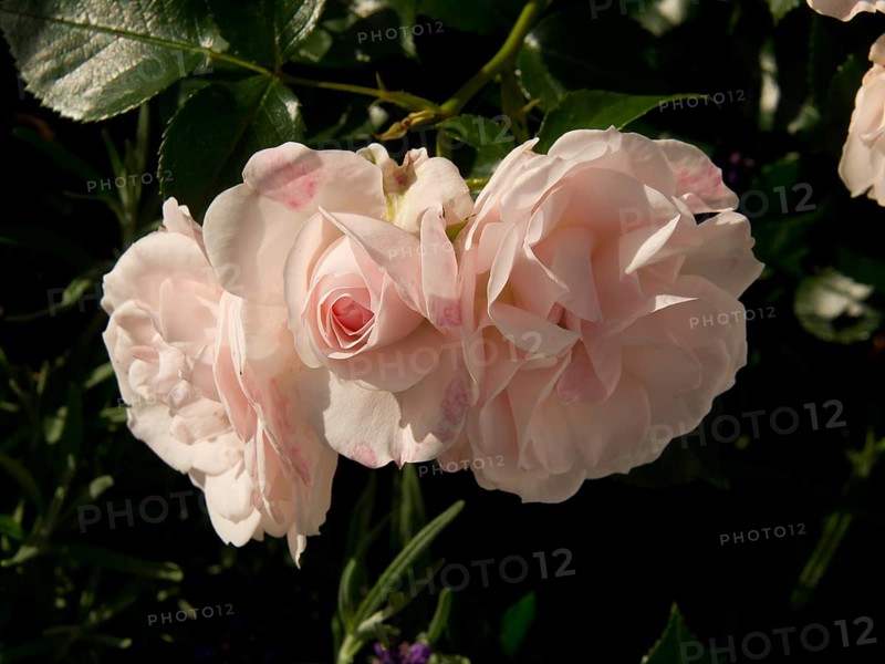 Close-up of pink rose blossoms in the sunlight, surrounded by green leaves, The rose town molde in Norway with old houses and church, Molde, Norway, Europe