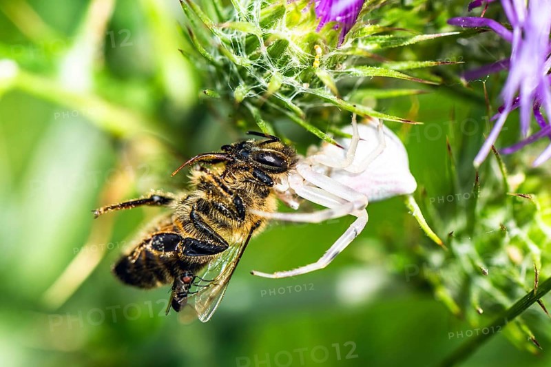 Pink Crab Spider, Thomisus onustus, Spider, Albania, Europe