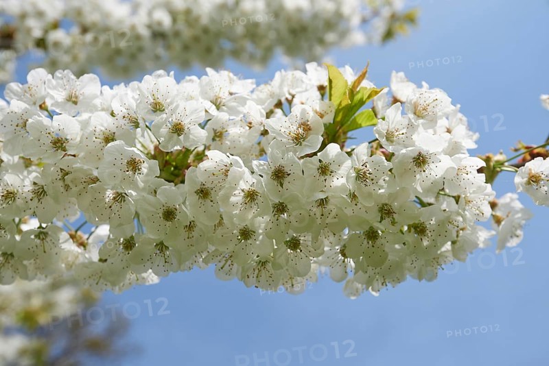 Tart cherry (Prunus cerasus) Blossoms in spring, Bavaria, Germany, Europe