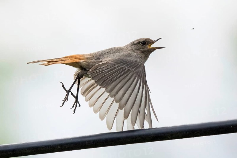 A black redstart (Phoenicurus ochruros), female, with orange tail feathers flies in the air, opens its beak, catches an insect, dynamic scene, Hesse, Germany, Europe