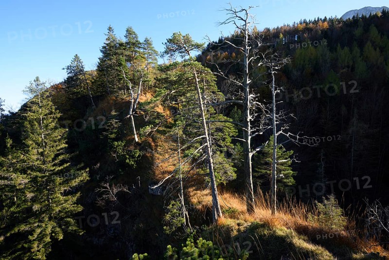 Landscape of Scots pine (Pinus sylvestris L.) trees growing on a mountain near lake Mondsee in autumn, Austria, Europe