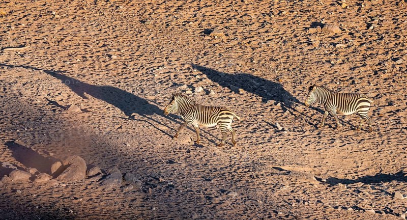 Two hartmann's mountain zebras (Equus zebra hartmannae) in the sand, casting long shadows, from above, Hobatere Concession, Namibia, Africa