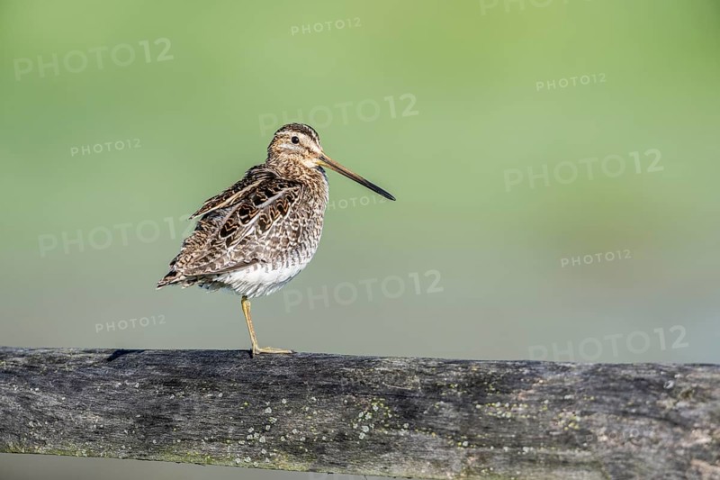 Common snipe (Gallinago gallinago) sitting on a pasture fence, Lower Saxony, Germany, Europe