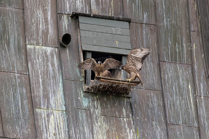 Peregrine falcon (Falco peregrinus), young birds with first flight exercises in front of the entrance to the nesting box, in the church spire of the town, Muensterland, North Rhine-Westphalia, KI generated, AI generated