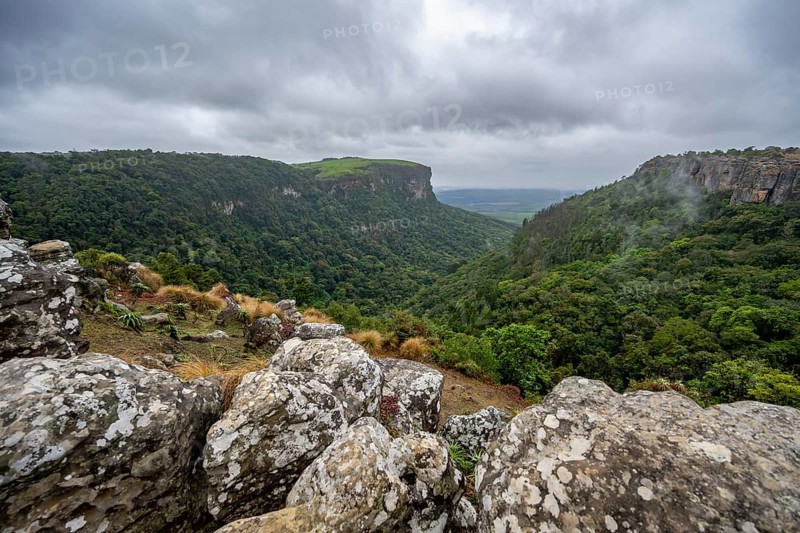 View of the Graskop Gorge with dense forest from the plateau, Panorama Chalets and Rest Camp, Graskop, Mpumalanga, South Africa, Africa