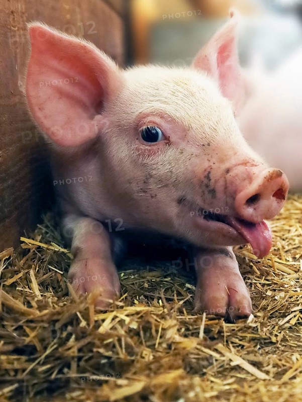 A cheeky little pink piglet lies on straw with its tongue sticking out in a farmyard setting