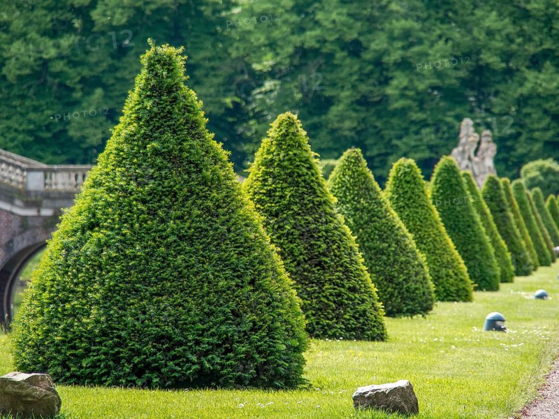 Row of conically trimmed hedges in a well-kept garden, behind it dense forest, historic castle with a green park with sculptures and paths, nordkirchen, germany