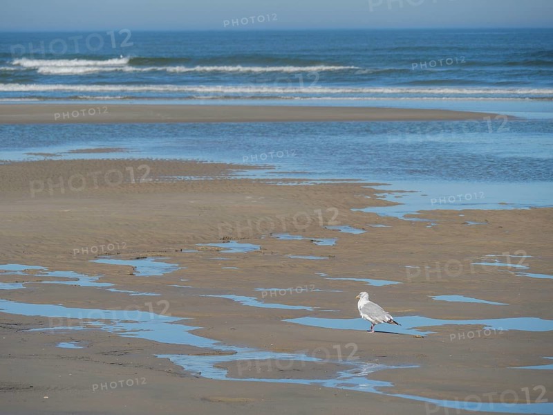 A seagull stands on a sandy beach with puddles, while gentle waves hit the shore and the sky lies calmly above, low tide on a sandy beach with seagulls, Langeoog, germany