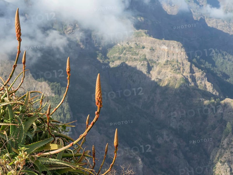 Mountain landscape with clouds and fog in the background, Aloe vera plants in the foreground, Madeira, Portugal, Europe
