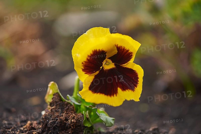 Close-up of garden pansy (Viola wittrockiana) blossoms in a garden in spring, Bavaria, Germany, Europe