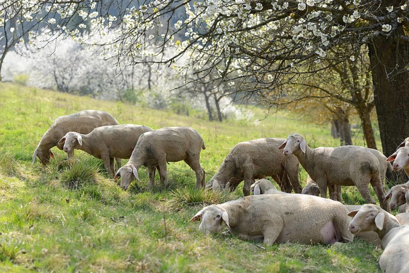 Close-up of a herd of house-sheep (Ovis aries) in a fruit grove in spring